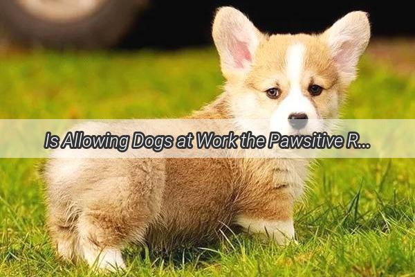 Is Allowing Dogs at Work the Pawsitive Revolution We Need A Comprehensive Safety and Benefits Guide